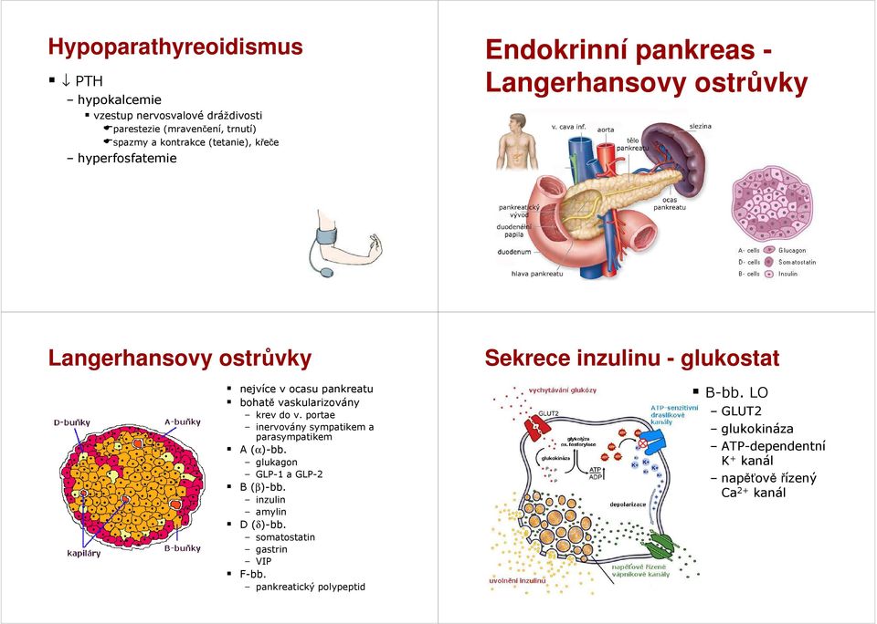 v. portae inervovány sympatikem a parasympatikem A (α)-bb. glukagon GLP-1 a GLP-2 B (β)-bb. inzulin amylin D (δ)-bb.