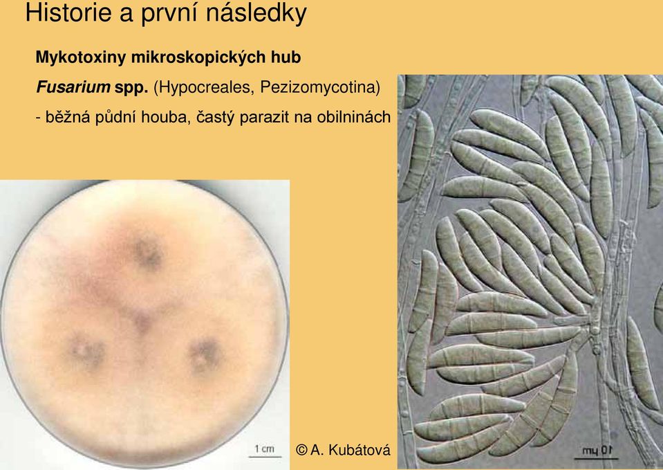 (Hypocreales, Pezizomycotina) - běžná