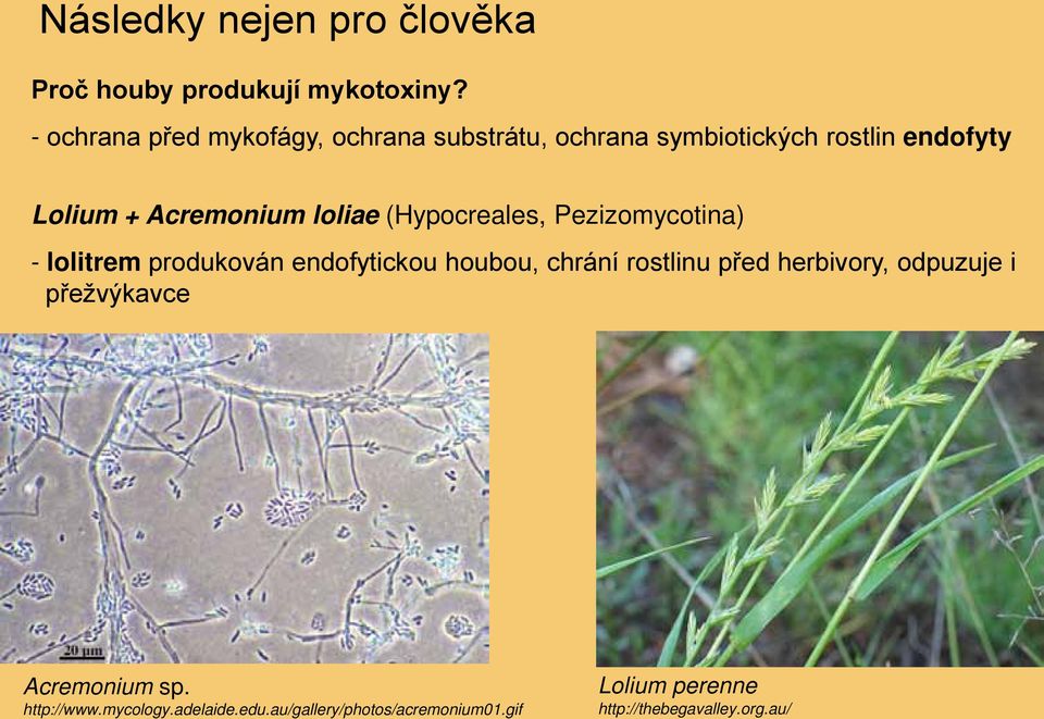 loliae (Hypocreales, Pezizomycotina) - lolitrem produkován endofytickou houbou, chrání rostlinu před