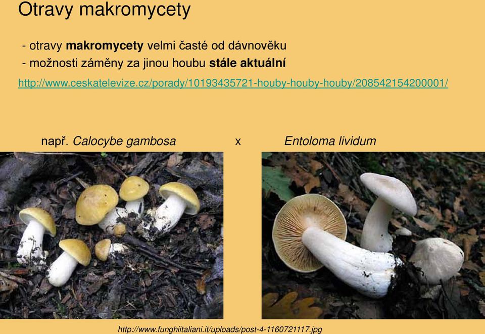 cz/porady/10193435721-houby-houby-houby/208542154200001/ např.