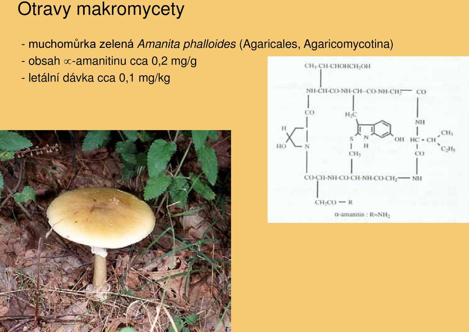 (Agaricales, Agaricomycotina) - obsah