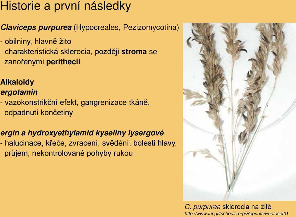gangrenizace tkáně, odpadnutí končetiny ergin a hydroxyethylamid kyseliny lysergové - halucinace, křeče, zvracení,