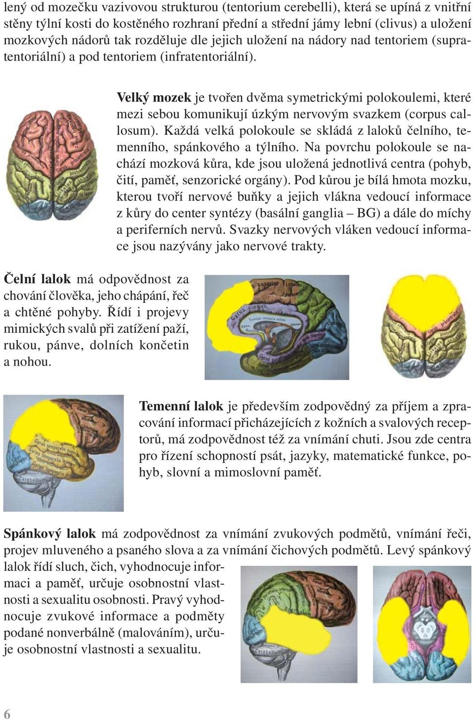 Řídí i projevy mimických svalů při zatížení paží, rukou, pánve, dolních končetin a nohou.