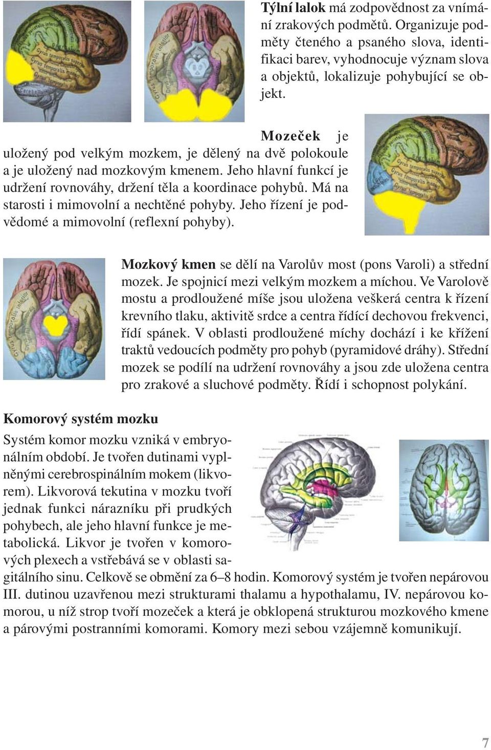 Má na starosti i mimovolní a nechtěné pohyby. Jeho řízení je podvědomé a mimovolní (reflexní pohyby). Mozkový kmen se dělí na Varolův most (pons Varoli) a střední mozek.