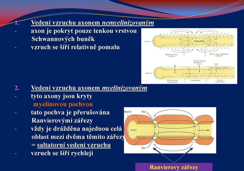 Vedení vzruchu axonem myelinizovaným - tyto axony jsou kryty myelinovou pochvou - tato pochva je