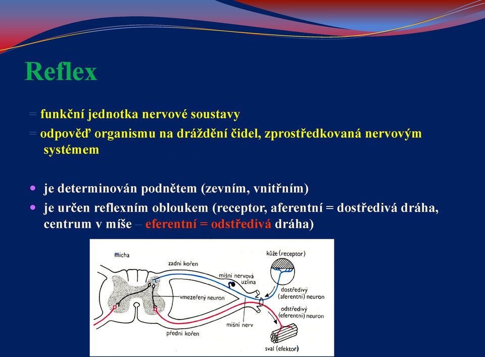 podnětem (zevním, vnitřním) je určen reflexním obloukem (receptor,