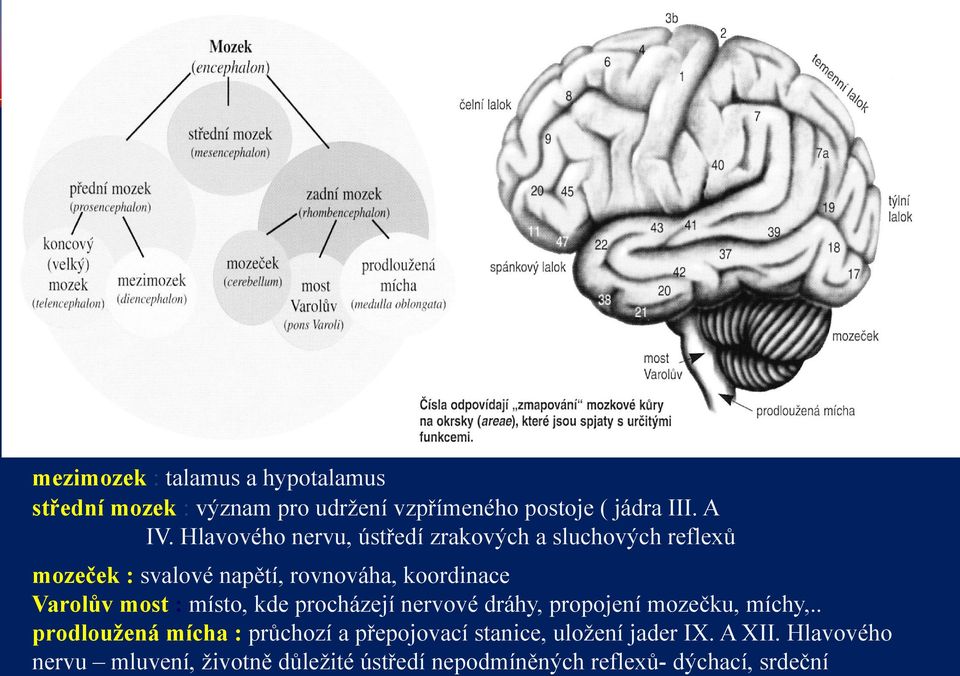 most : místo, kde procházejí nervové dráhy, propojení mozečku, míchy,.