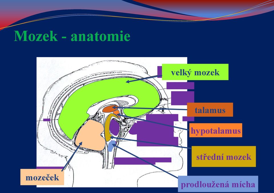 hypotalamus střední
