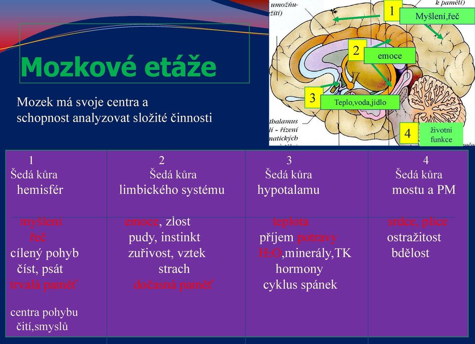 myšlení emoce, zlost teplota srdce, plíce řeč pudy, instinkt příjem potravy ostražitost cílený pohyb zuřivost, vztek
