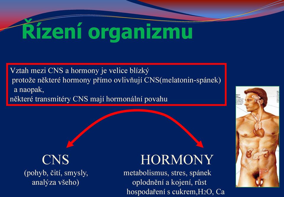 CNS mají hormonální povahu CNS (pohyb, čití, smysly, analýza všeho) HORMONY