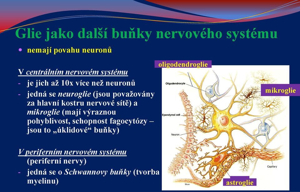 mikroglie (mají výraznou pohyblivost, schopnost fagocytózy jsou to úklidové buňky) oligodendroglie