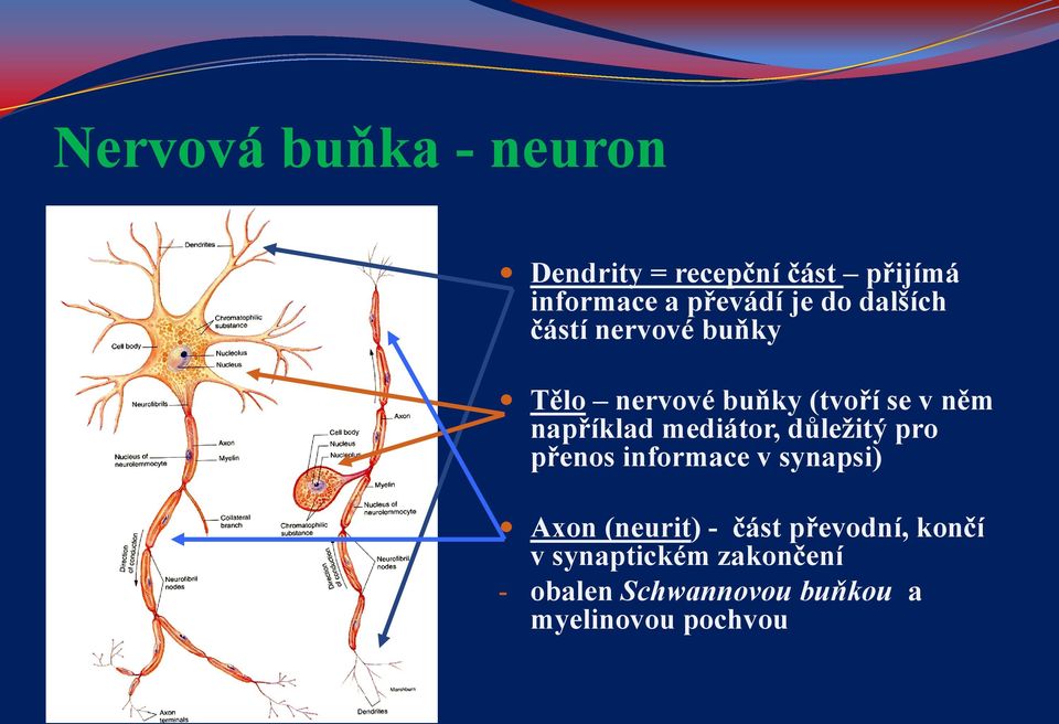 mediátor, důležitý pro přenos informace v synapsi) Axon (neurit) - část