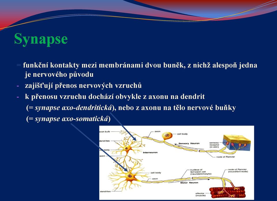 vzruchů - k přenosu vzruchu dochází obvykle z axonu na dendrit (=