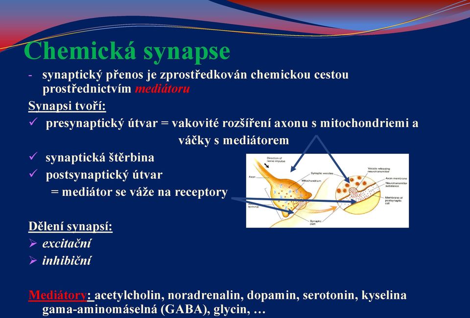 synaptická štěrbina postsynaptický útvar = mediátor se váže na receptory Dělení synapsí: excitační