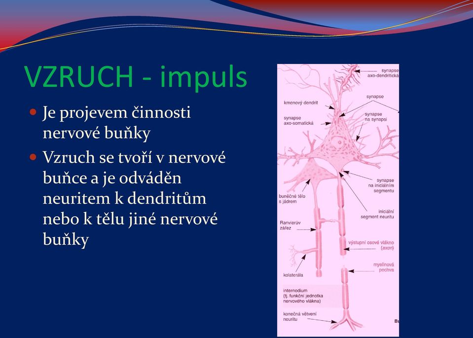 nervové buňce a je odváděn neuritem
