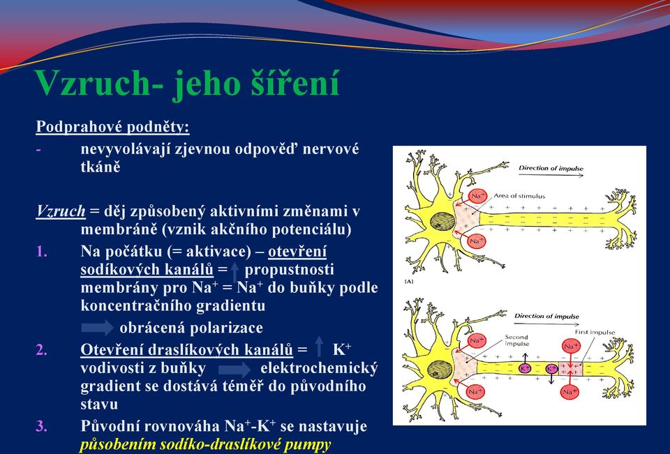 Na počátku (= aktivace) otevření sodíkových kanálů = propustnosti membrány pro Na + = Na + do buňky podle koncentračního
