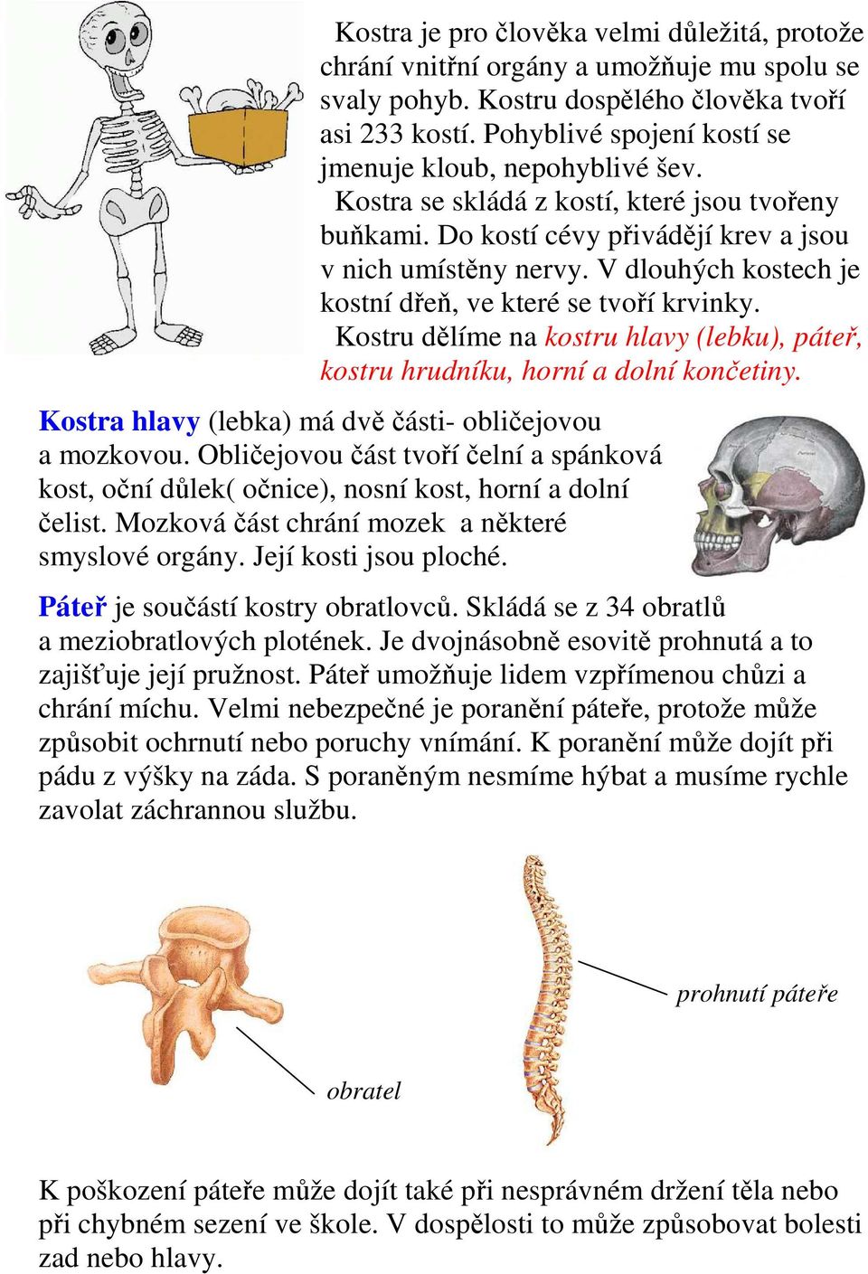 V dlouhých kostech je kostní dřeň, ve které se tvoří krvinky. Kostru dělíme na kostru hlavy (lebku), páteř, kostru hrudníku, horní a dolní končetiny.