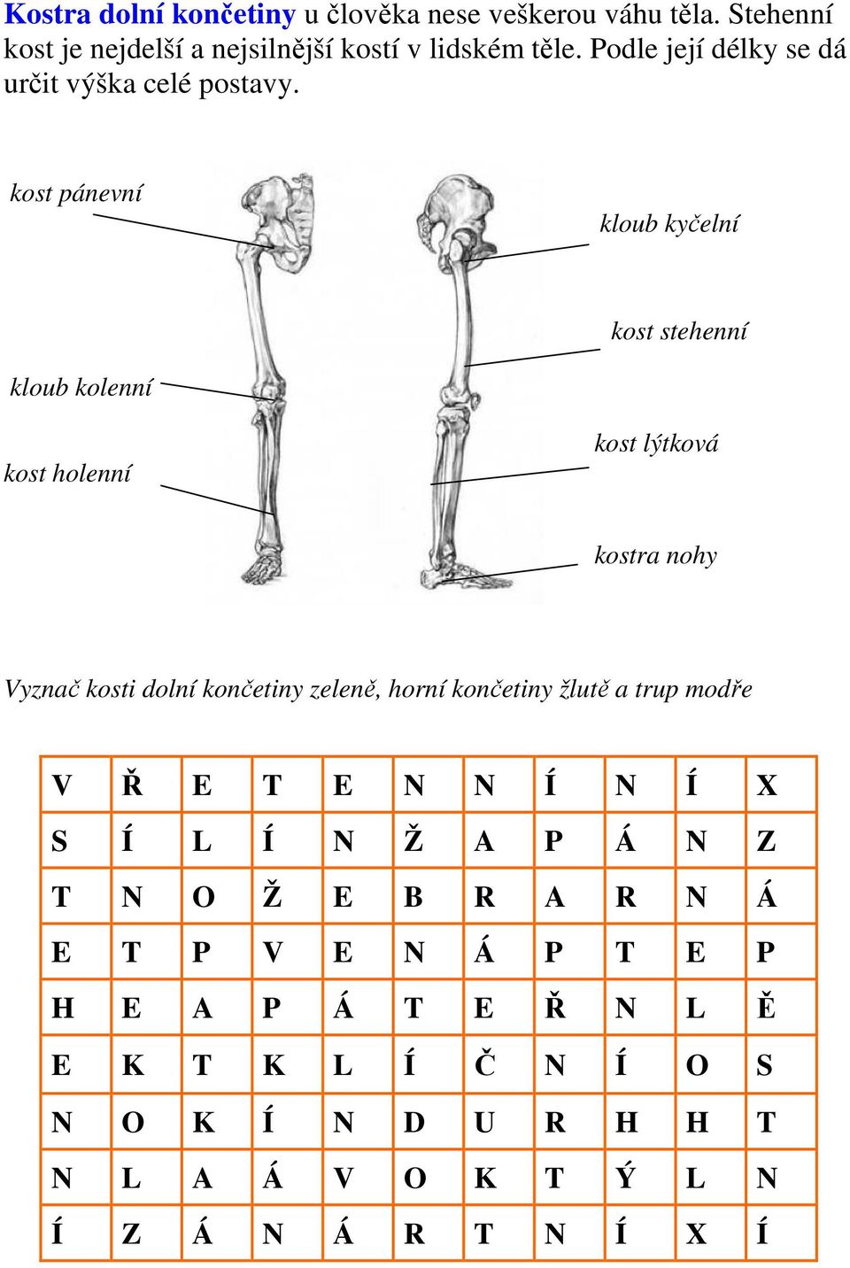 kost pánevní kloub kyčelní kost stehenní kloub kolenní kost holenní kost lýtková kostra nohy Vyznač kosti dolní končetiny zeleně,