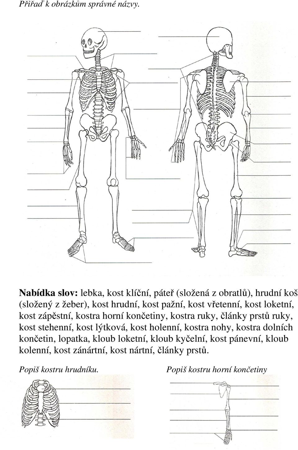 vřetenní, kost loketní, kost zápěstní, kostra horní končetiny, kostra ruky, články prstů ruky, kost stehenní, kost