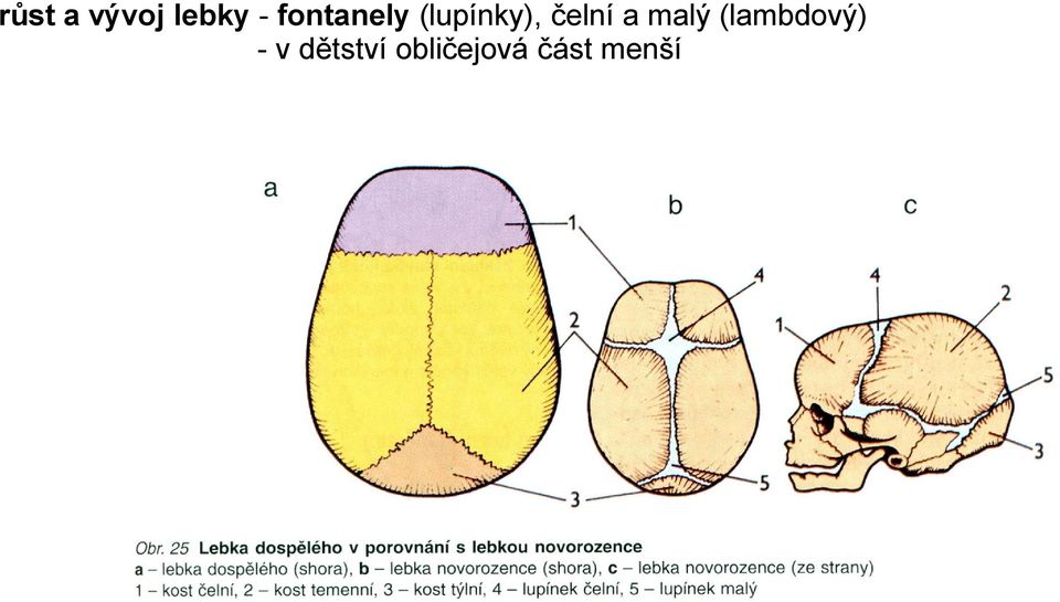 čelní a malý (lambdový)