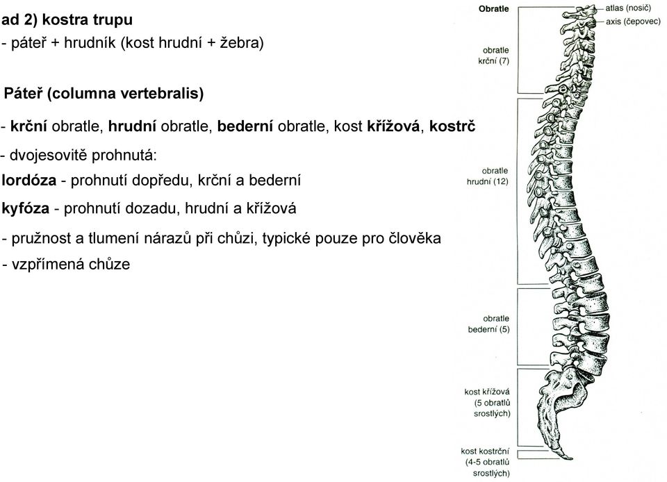 prohnutá: lordóza - prohnutí dopředu, krční a bederní kyfóza - prohnutí dozadu, hrudní