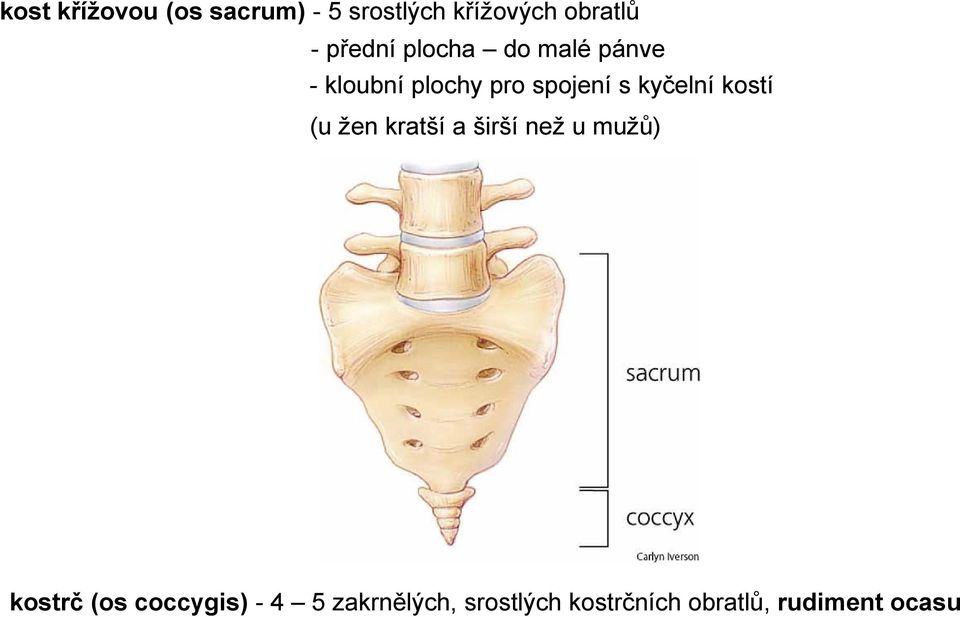 kyčelní kostí (u žen kratší a širší než u mužů) kostrč (os