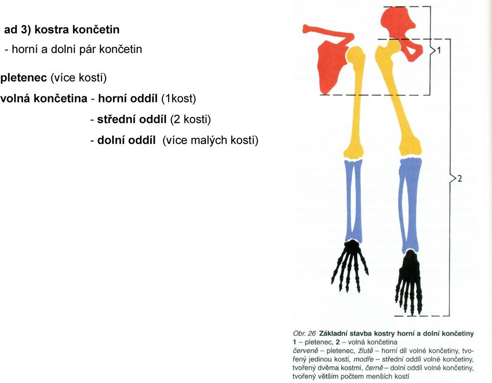 končetina - horní oddíl (1kost) - střední