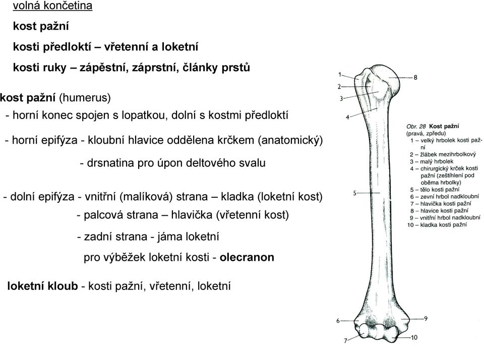 drsnatina pro úpon deltového svalu - dolní epifýza - vnitřní (malíková) strana kladka (loketní kost) - palcová strana hlavička