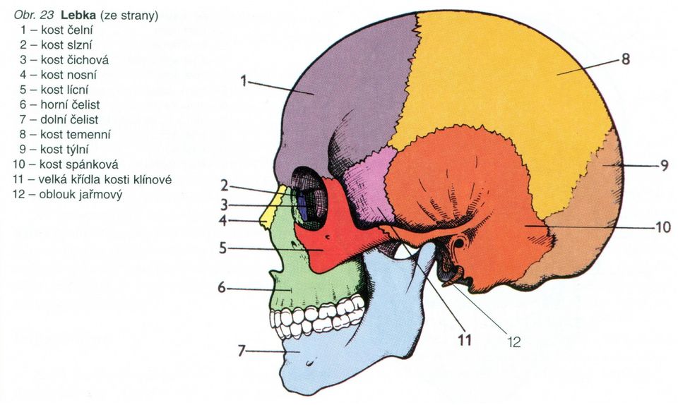Popis kostry 1) Kostra hlavy - lebka. 2) Kostra trupu - páteř, hrudní koš -  žebra + hrudní kost. 3) Kostra končetin - horní a dolní končetiny - PDF  Stažení zdarma