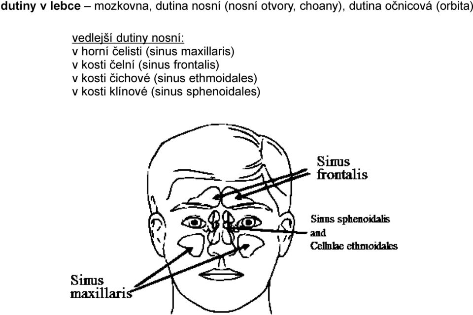 čelisti (sinus maxillaris) v kosti čelní (sinus frontalis) v
