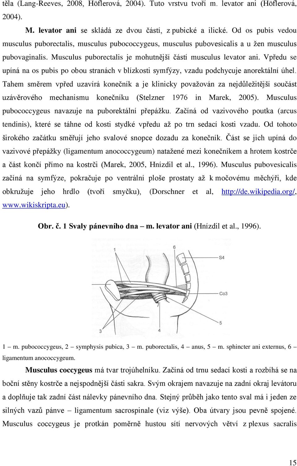 Vpředu se upíná na os pubis po obou stranách v blízkosti symfýzy, vzadu podchycuje anorektální úhel.