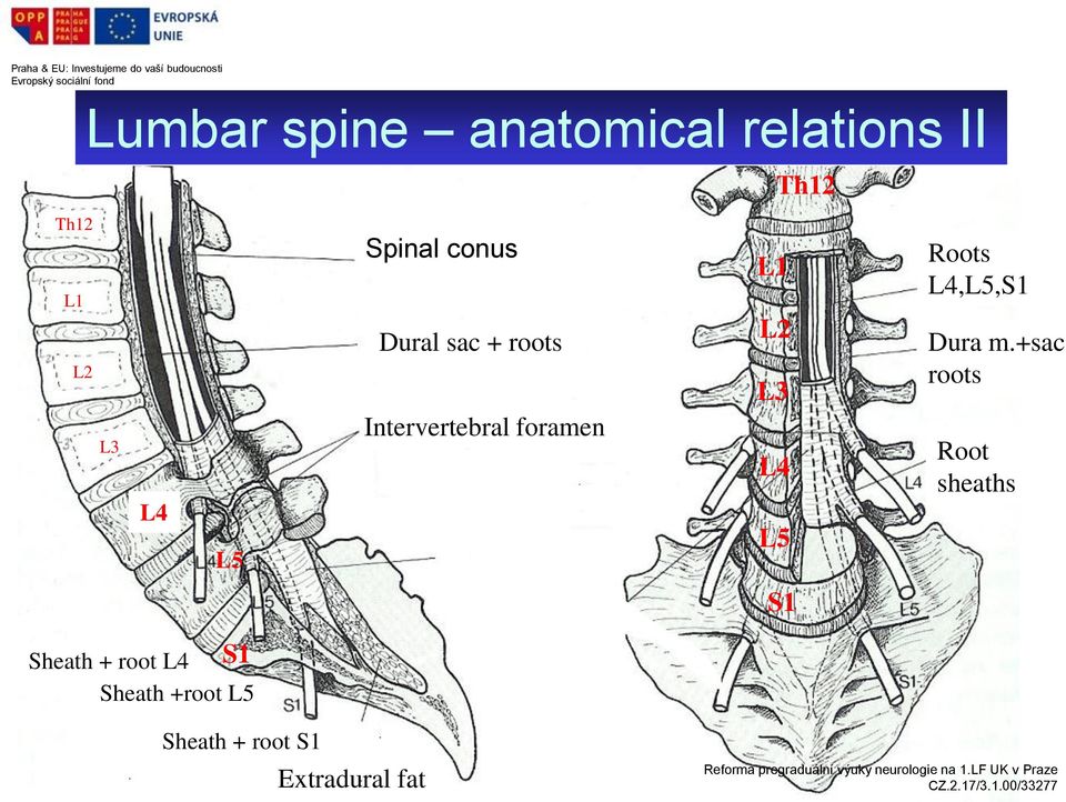 +sac roots L3 L4 L5 Intervertebral foramen L4 L5 Root sheaths