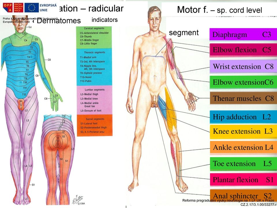 Elbow extensionc6 Thenar muscles C8 Hip adduction L2 Knee extension