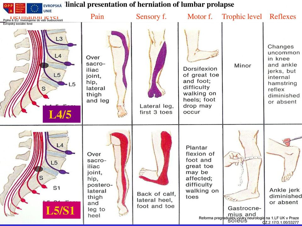Sensory f. Motor f.
