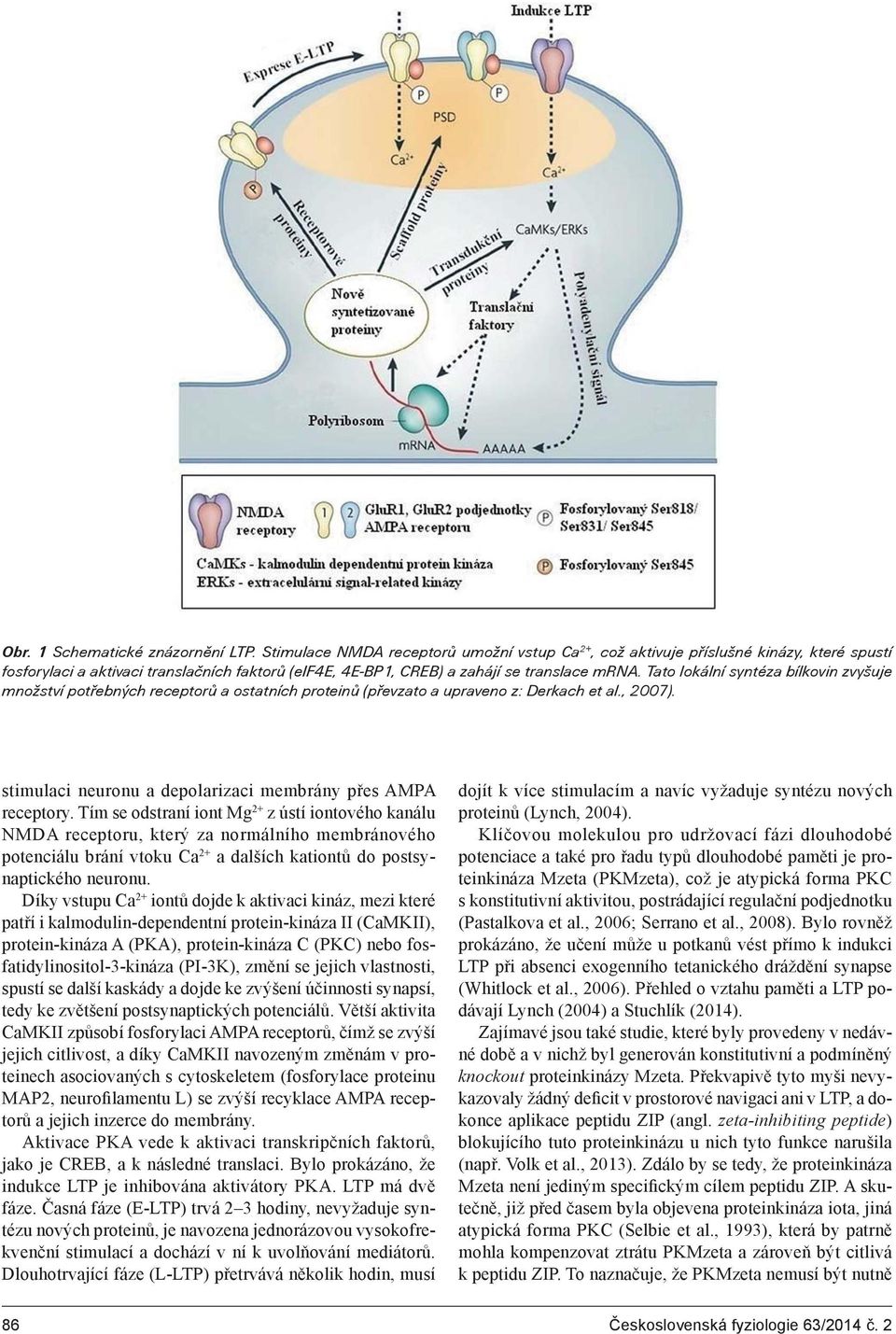 Tato lokální syntéza bílkovin zvyšuje množství potøebných receptorù a ostatních proteinù (pøevzato a upraveno z: Derkach et al., 2007). stimulaci neuronu a depolarizaci membrány přes AMPA receptory.