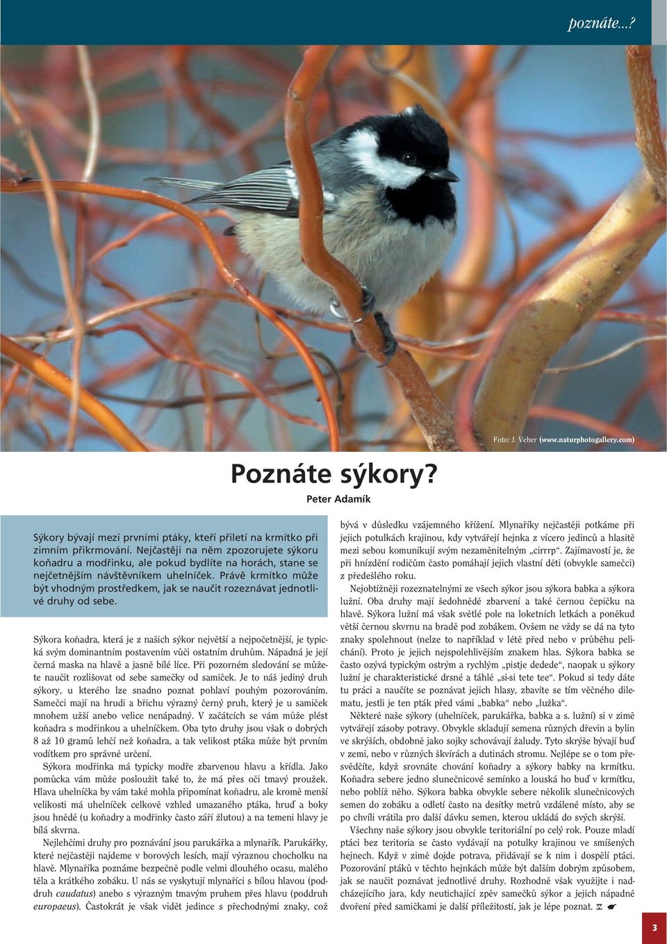 Právě krmítko může být vhodným prostředkem, jak se naučit rozeznávat jednotlivé druhy od sebe.