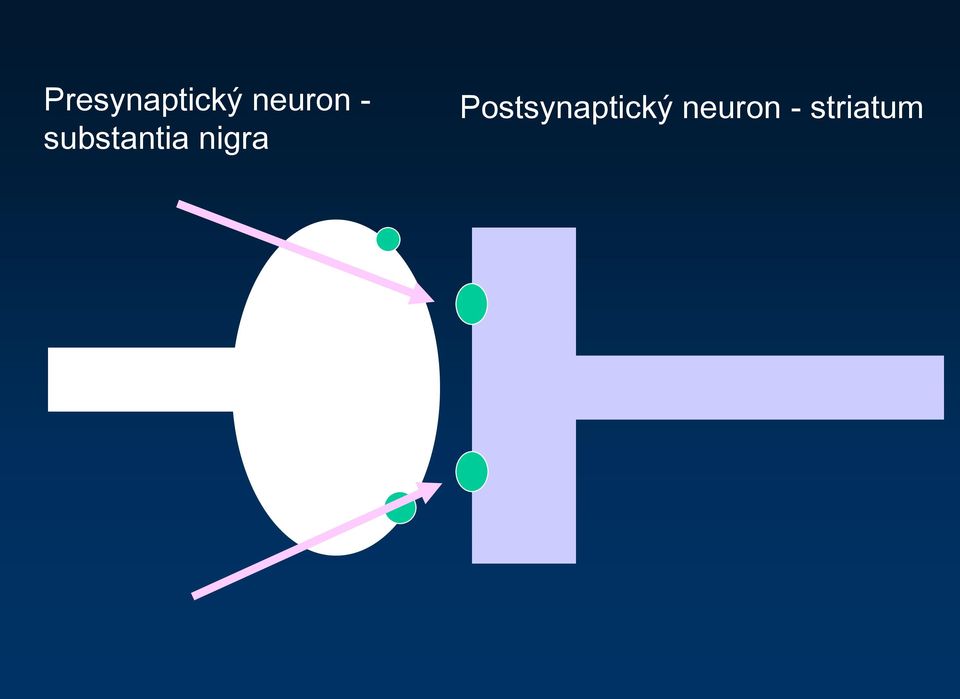 substantia nigra