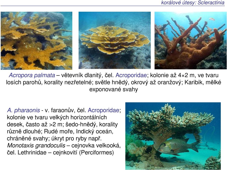 exponované svahy A. pharaonis - v. faraonův, čel.