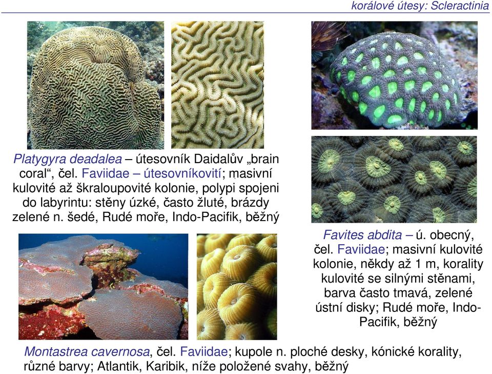 šedé, Rudé moře, Indo-Pacifik, běžný Favites abdita ú. obecný, čel.