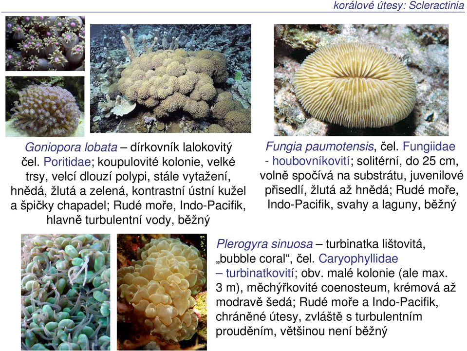 turbulentní vody, běžný Fungia paumotensis, čel.