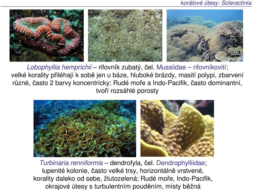 barvy koncentricky; Rudé moře a Indo-Pacifik, často dominantní, tvoří rozsáhlé porosty Turbinaria renniformis dendrofyla, čel.