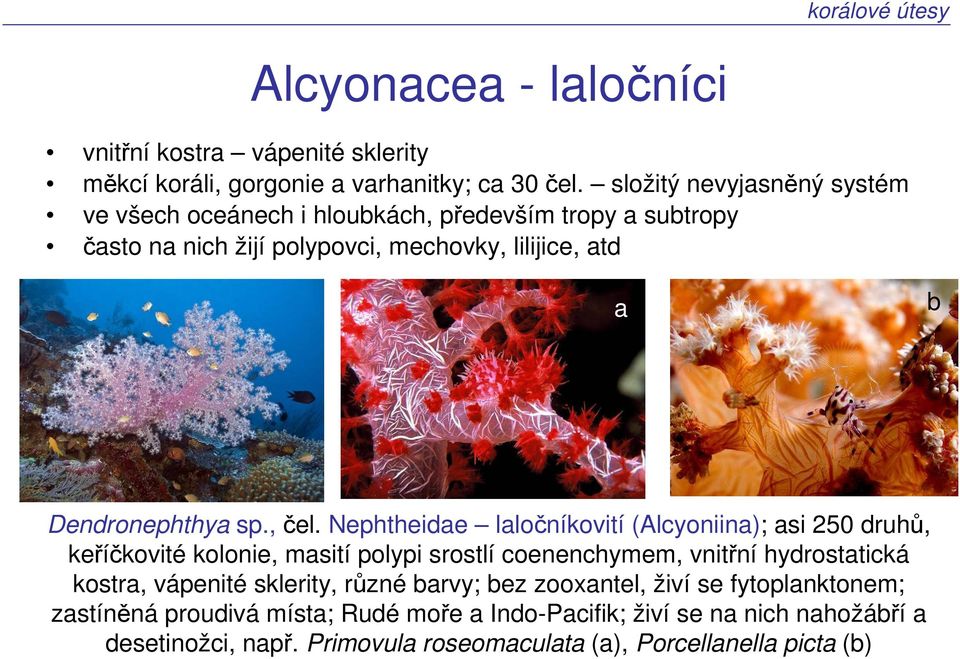 , čel.