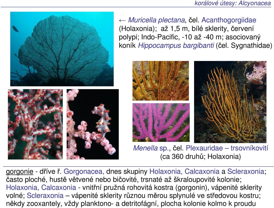 , čel. Plexauridae trsovníkovití (ca 360 druhů; Holaxonia) gorgonie - dříve ř.