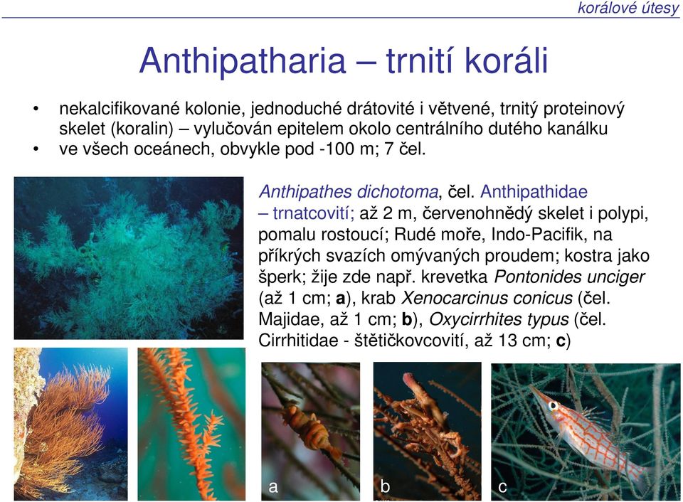 Anthipathidae trnatcovití; až 2 m, červenohnědý skelet i polypi, pomalu rostoucí; Rudé moře, Indo-Pacifik, na příkrých svazích omývaných proudem; kostra