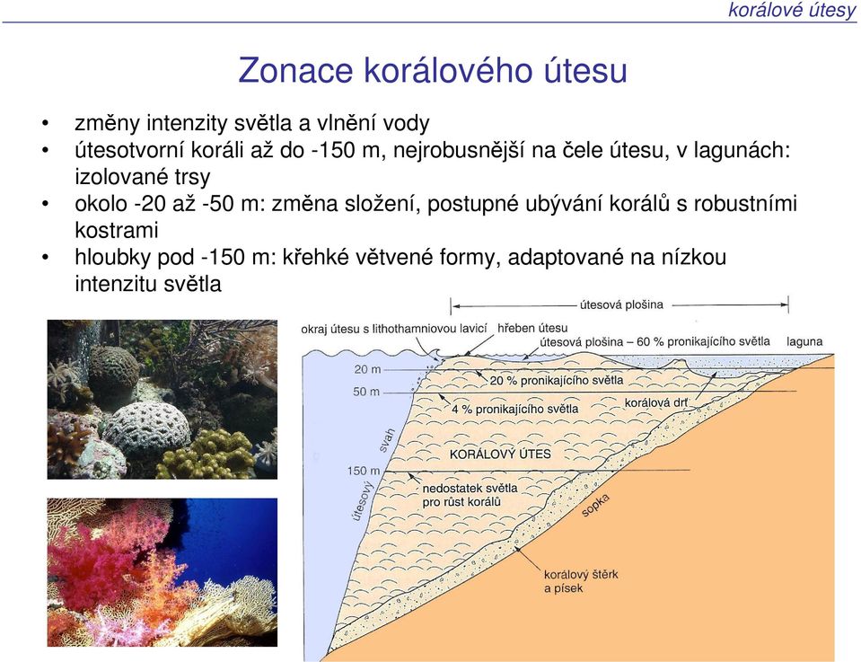 izolované trsy okolo -20 až -50 m: změna složení, postupné ubývání korálů s