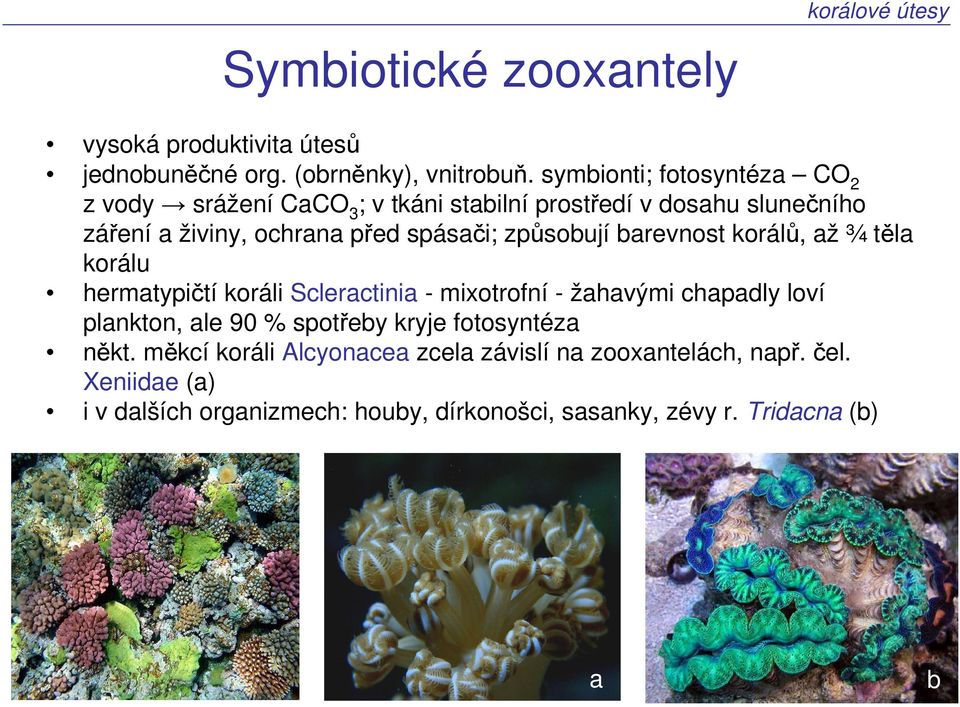 způsobují barevnost korálů, až ¾ těla korálu hermatypičtí koráli Scleractinia - mixotrofní - žahavými chapadly loví plankton, ale 90 %