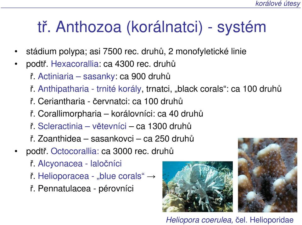 Ceriantharia -červnatci: ca 100 druhů ř. Corallimorpharia korálovníci: ca 40 druhů ř. Scleractinia větevníci ca 1300 druhů ř.