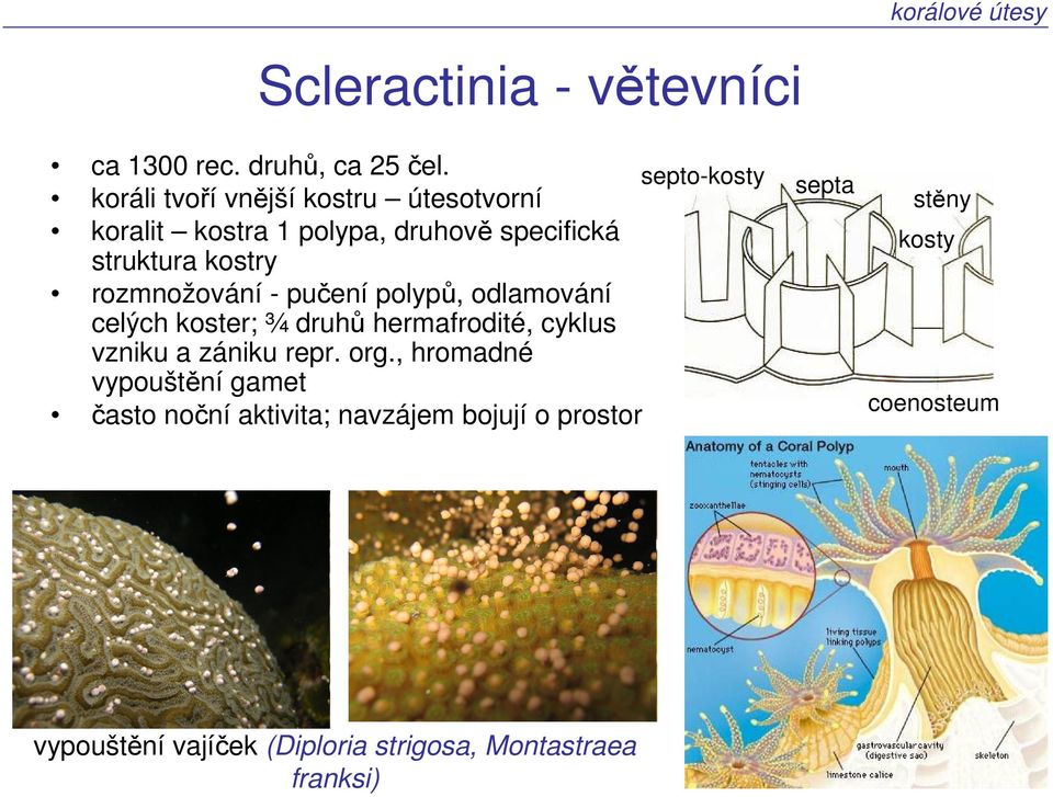 pučení polypů, odlamování celých koster; ¾ druhů hermafrodité, cyklus vzniku a zániku repr. org.