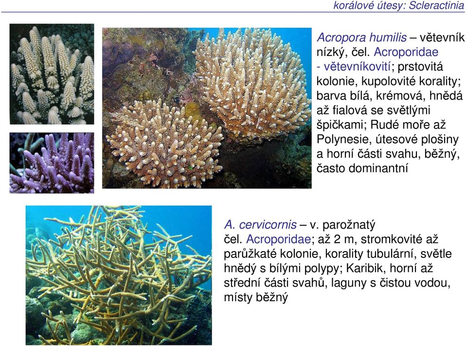 špičkami; Rudé moře až Polynesie, útesové plošiny a horníčásti svahu, běžný, často dominantní A. cervicornis v.