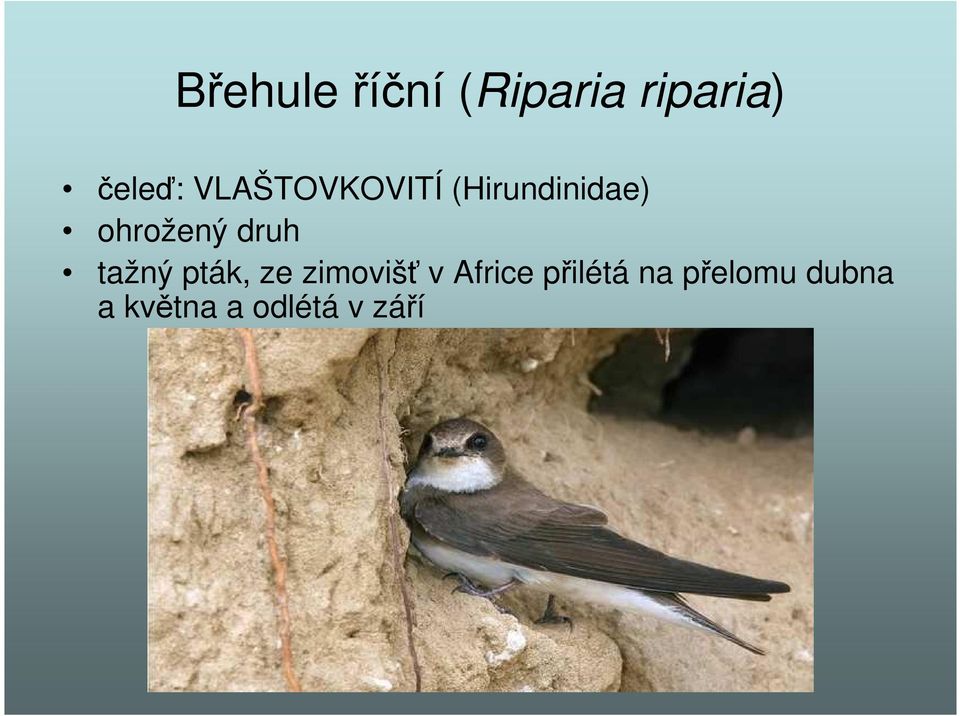 druh tažný pták, ze zimovišť v Africe